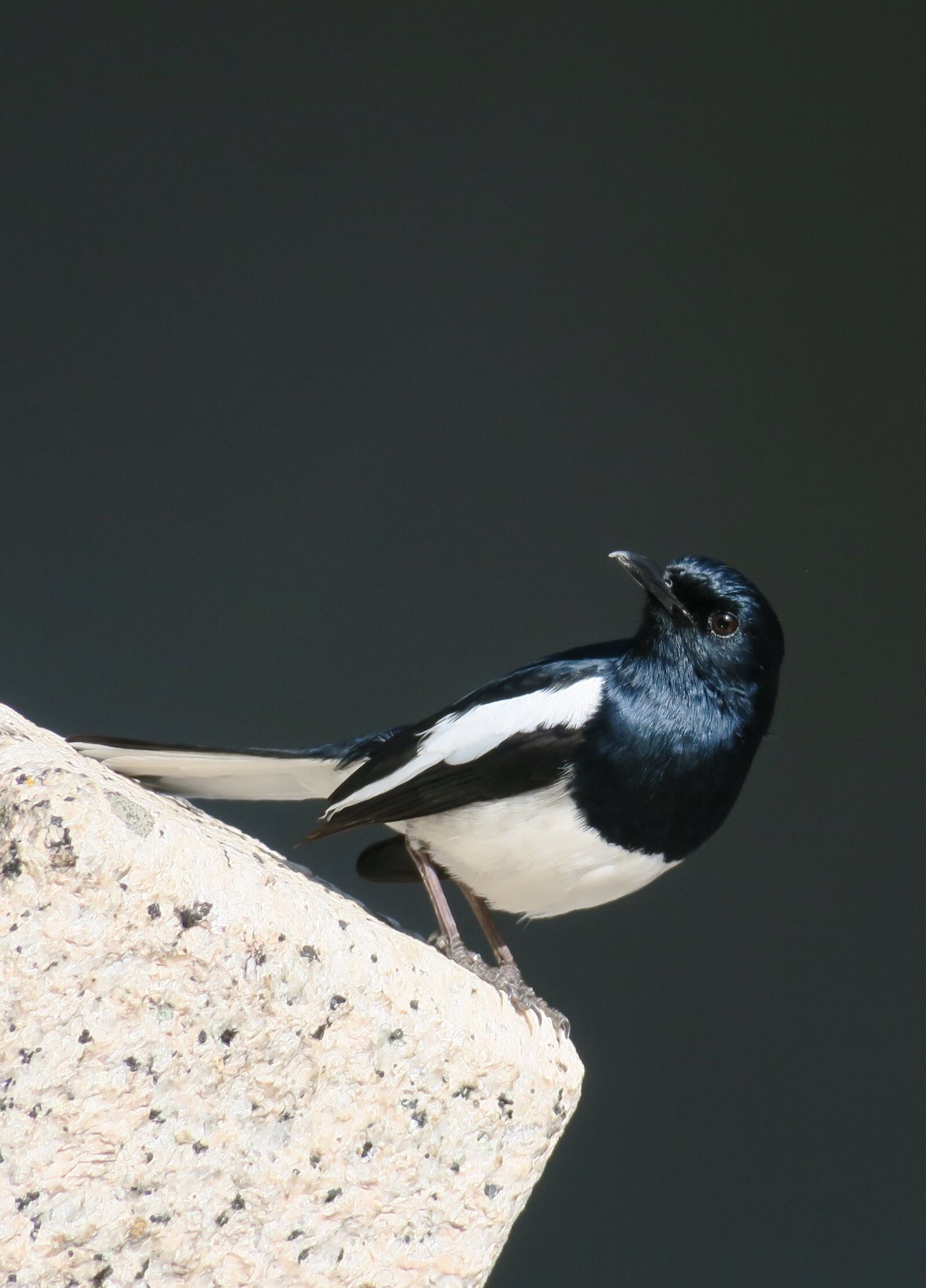Canon PowerShot G3 X sample photo. Bird, nature, wildlife photography