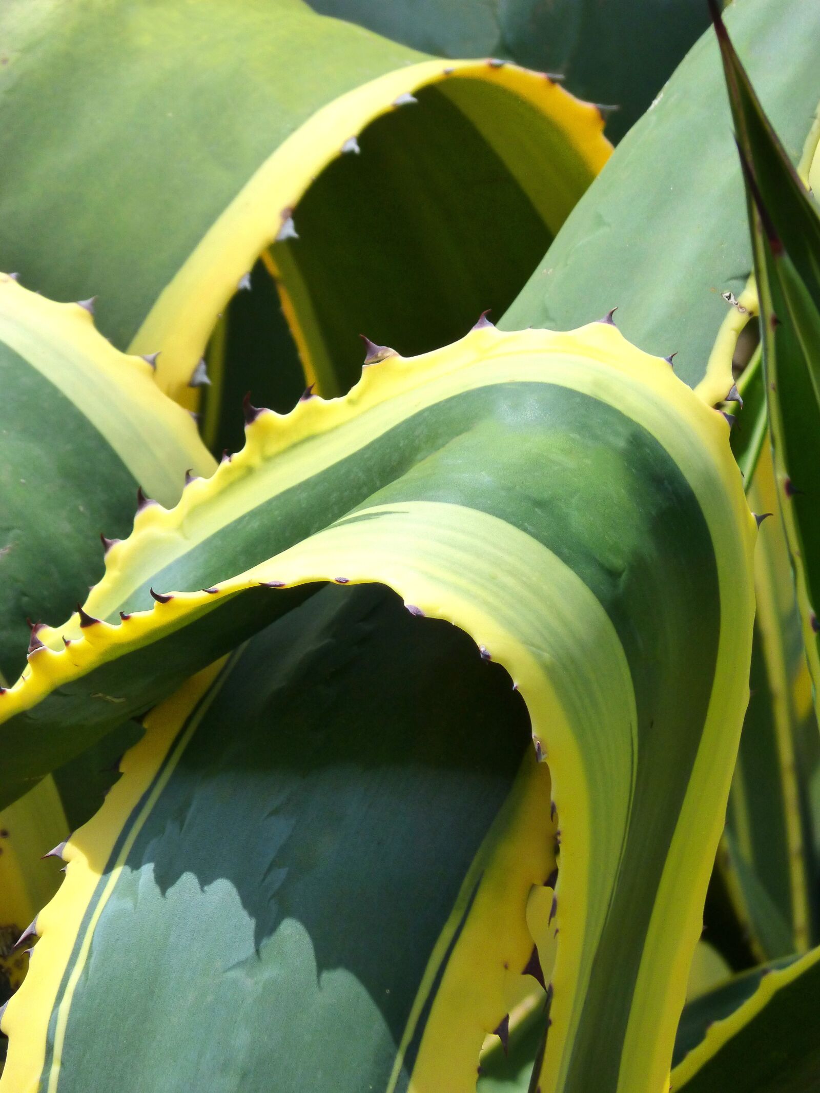 Panasonic DMC-FZ62 sample photo. Agave, bicolor, detail photography