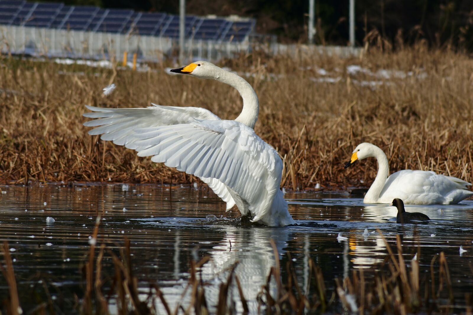 VR 70-300mm f/4.5-6.3G sample photo. Animal, lake, waterside photography