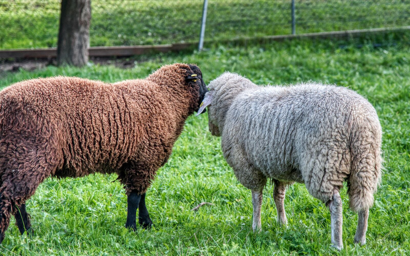 Nikon D750 sample photo. Sheep, meadow, pasture photography