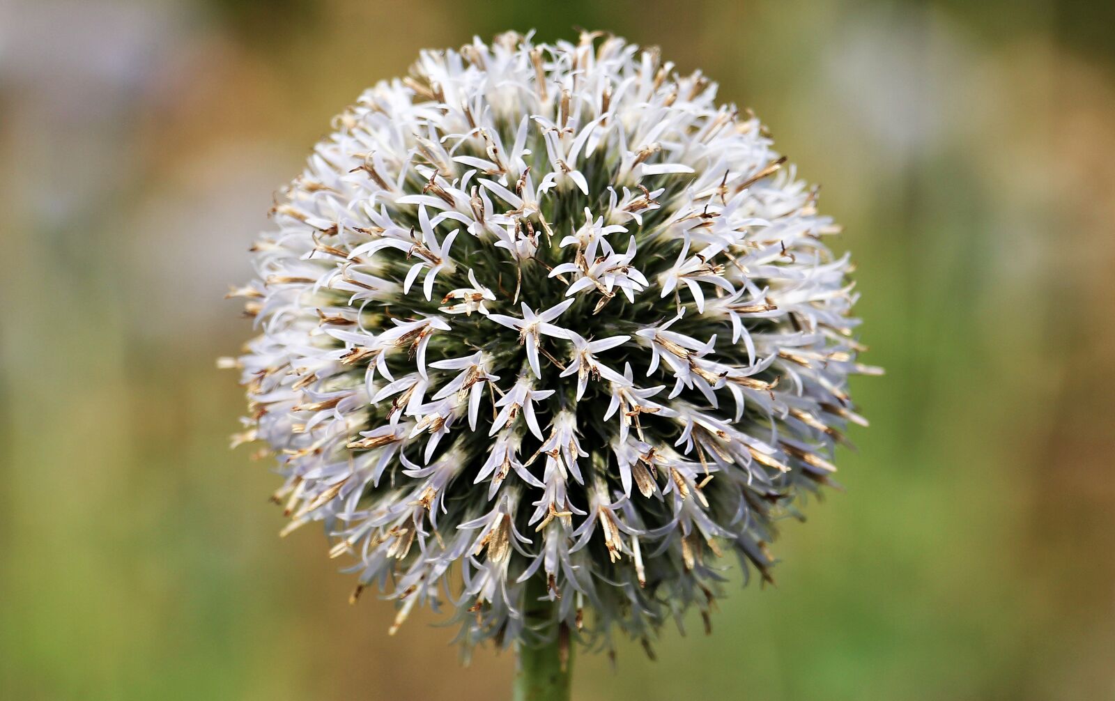 Canon EOS 550D (EOS Rebel T2i / EOS Kiss X4) sample photo. Globe thistle, composites, blossom photography