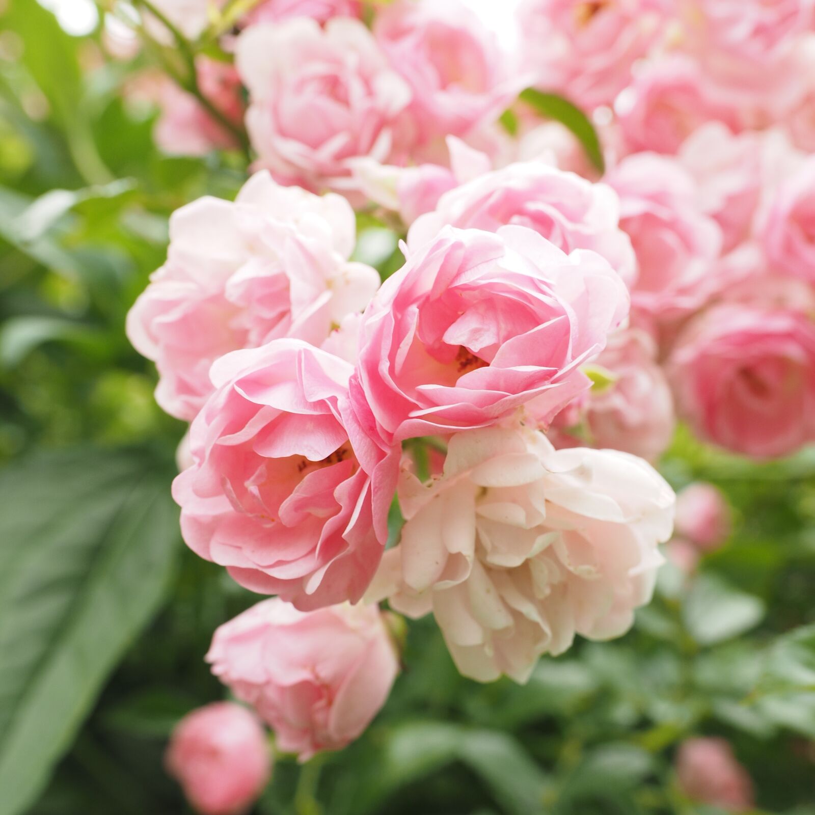 Olympus OM-D E-M1 + Olympus M.Zuiko Digital ED 12-40mm F2.8 Pro sample photo. Roses, pink, light pink photography