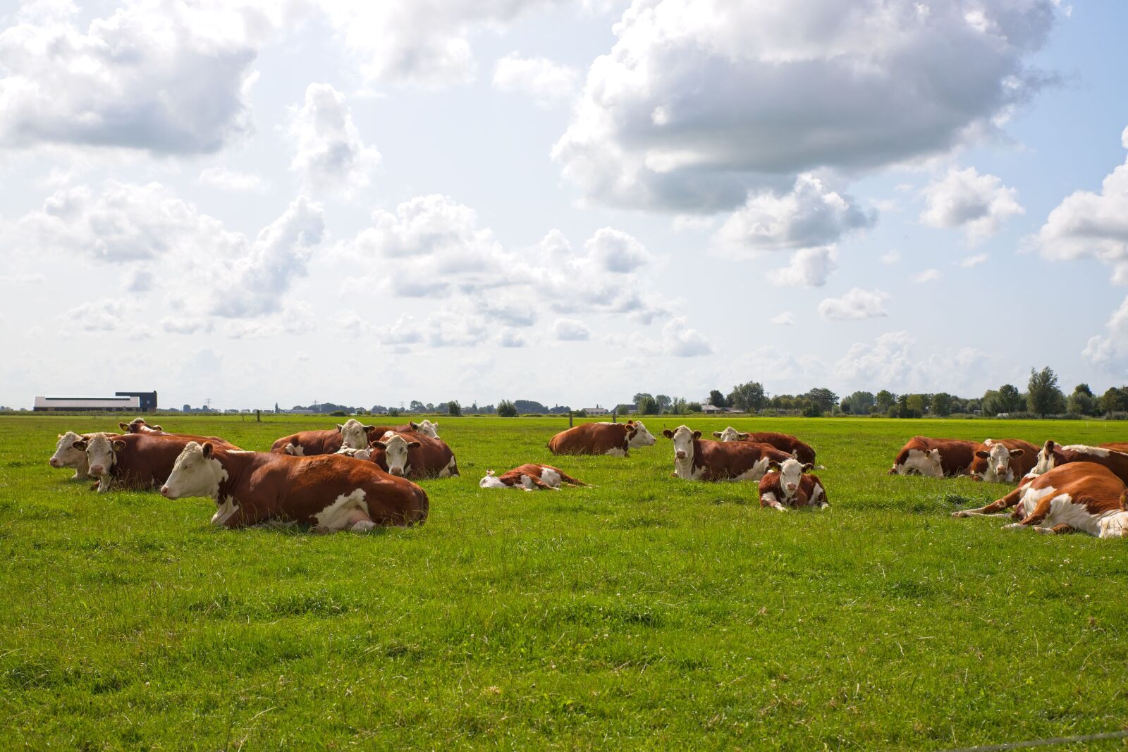 Canon EOS 6D Mark II sample photo. Cow, cows, the red-fur photography