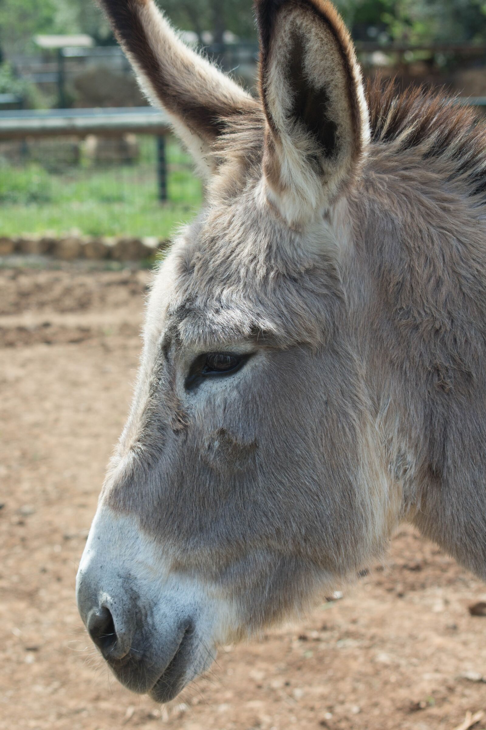 Canon EOS 650D (EOS Rebel T4i / EOS Kiss X6i) sample photo. Donkey, animals, nature photography