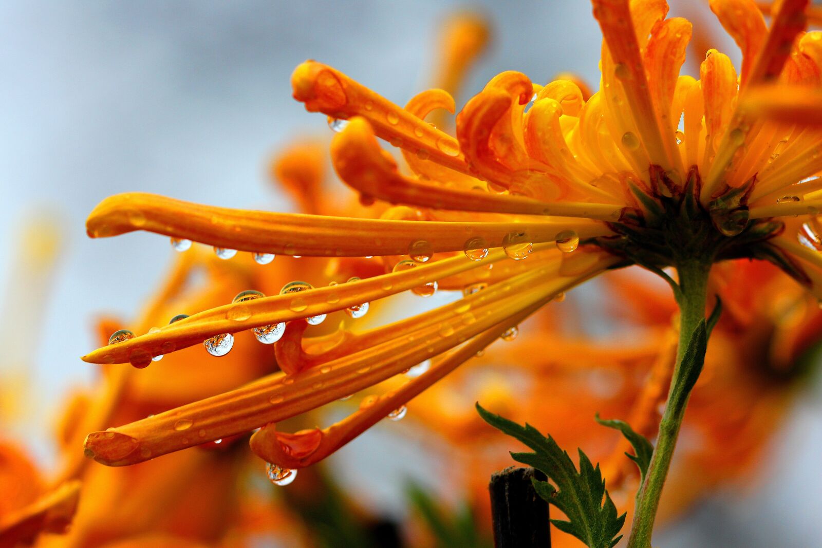 Canon EOS 60D sample photo. Chrysanthemum, dew, nature photography