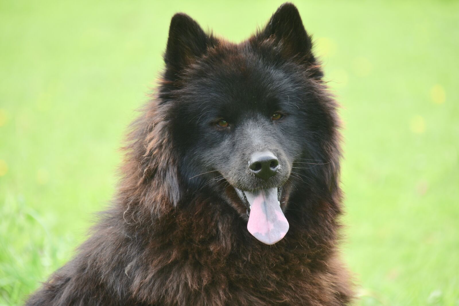 Nikon D5600 sample photo. Dog, dog eurasier, bitch photography