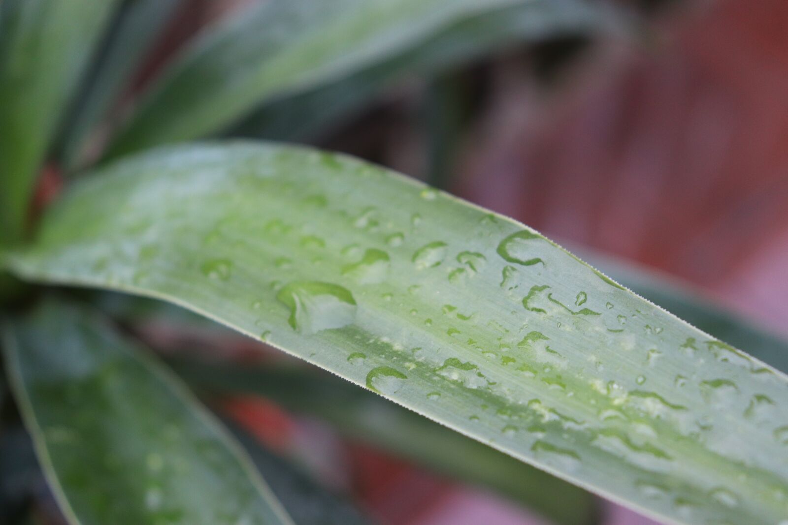 Canon EOS 200D (EOS Rebel SL2 / EOS Kiss X9) sample photo. Green, plant, nature photography