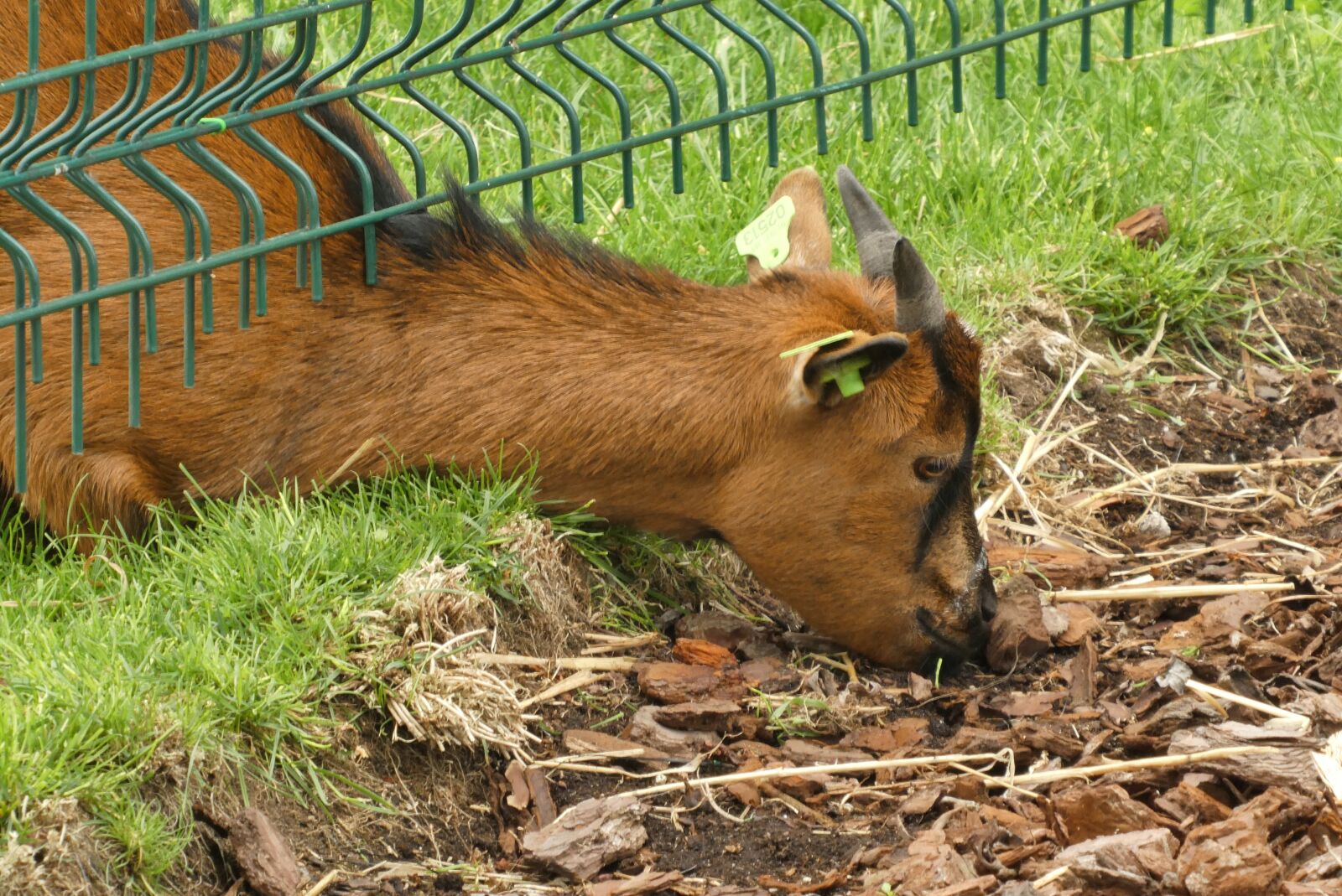 Panasonic Lumix DC-ZS70 (Lumix DC-TZ90) sample photo. Pour, food, animal food photography