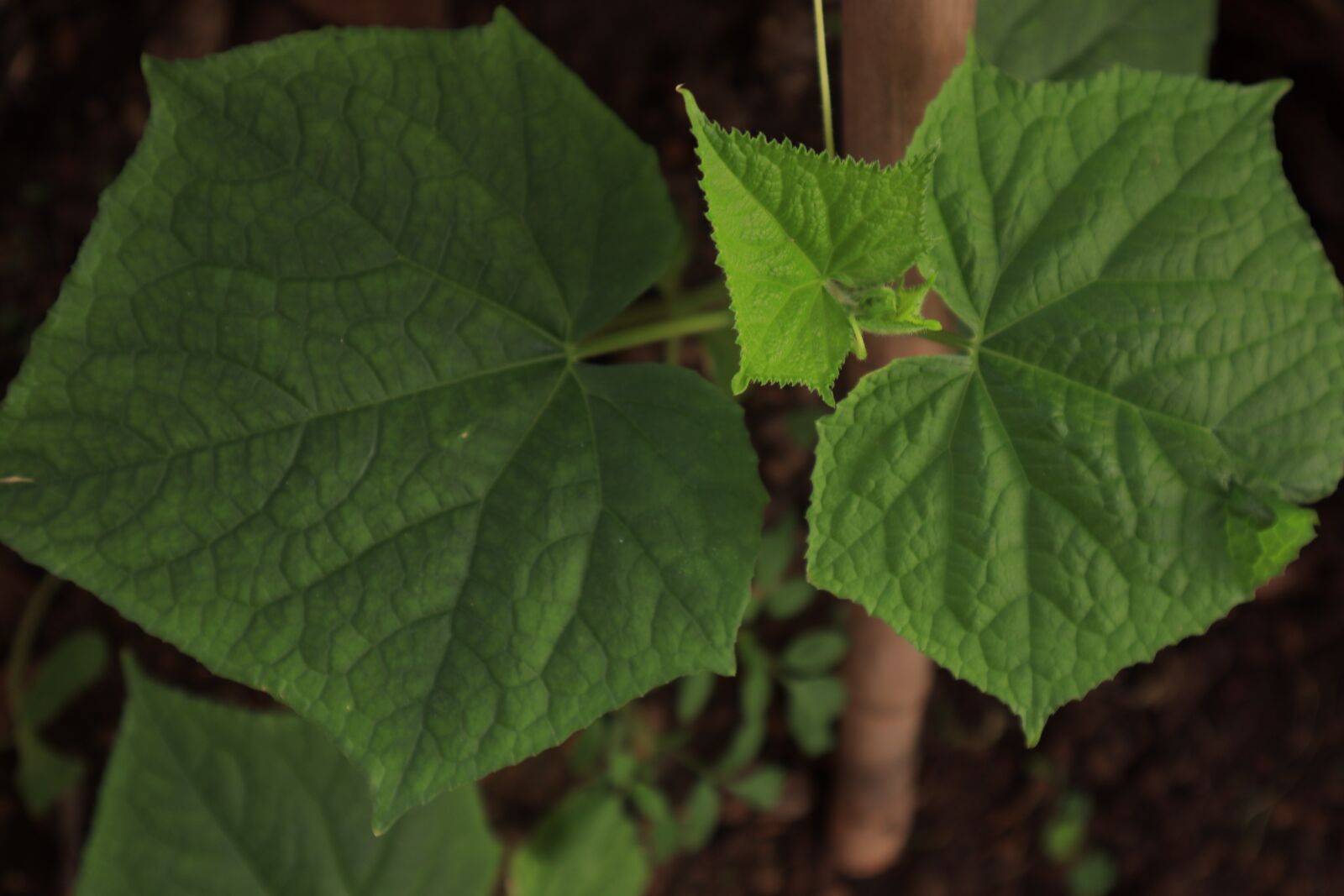Canon EOS M50 (EOS Kiss M) sample photo. Tree, the leaves, cucumber photography
