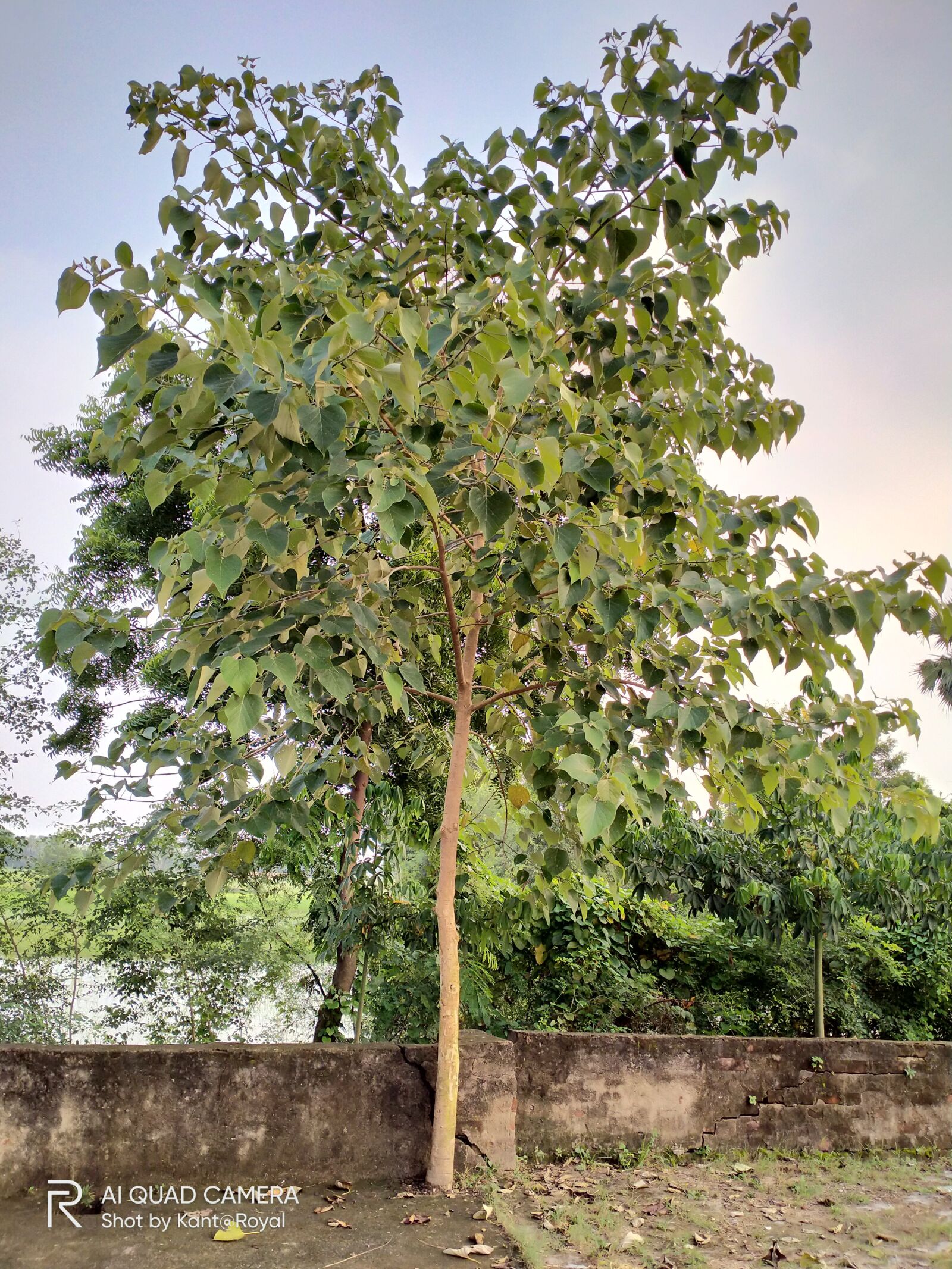 Realme 5I sample photo. Tree, lonely, greenery photography