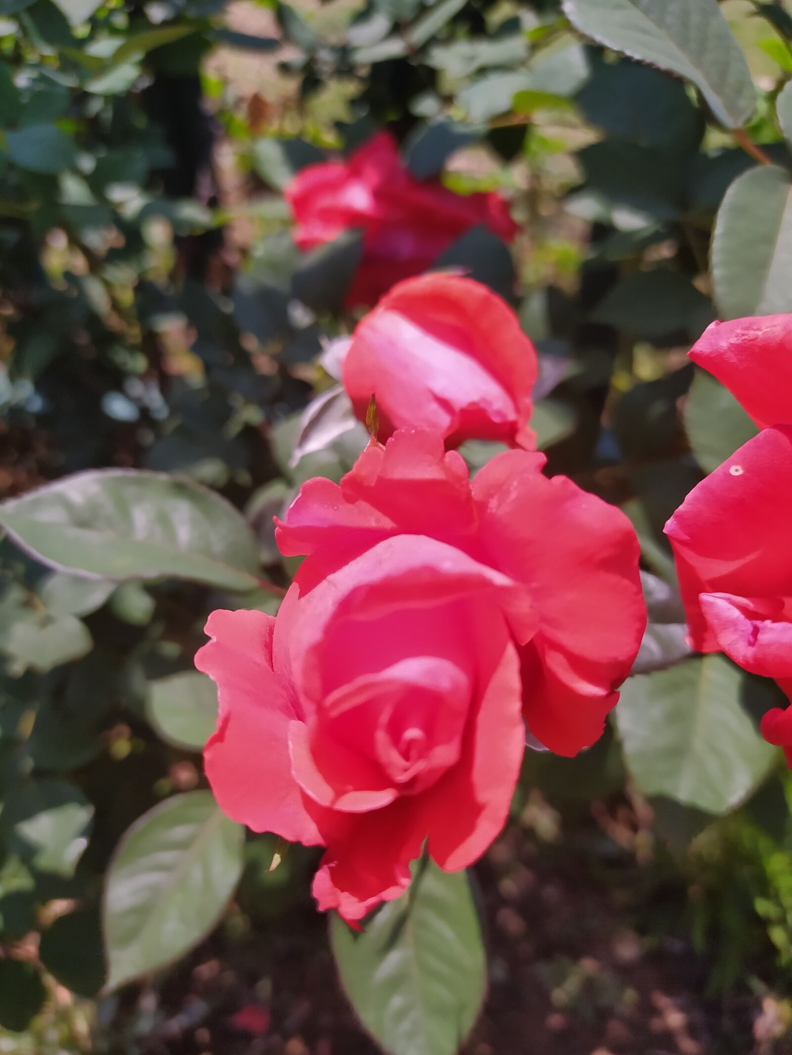 Xiaomi Redmi Note 8 sample photo. Rose, red, love photography