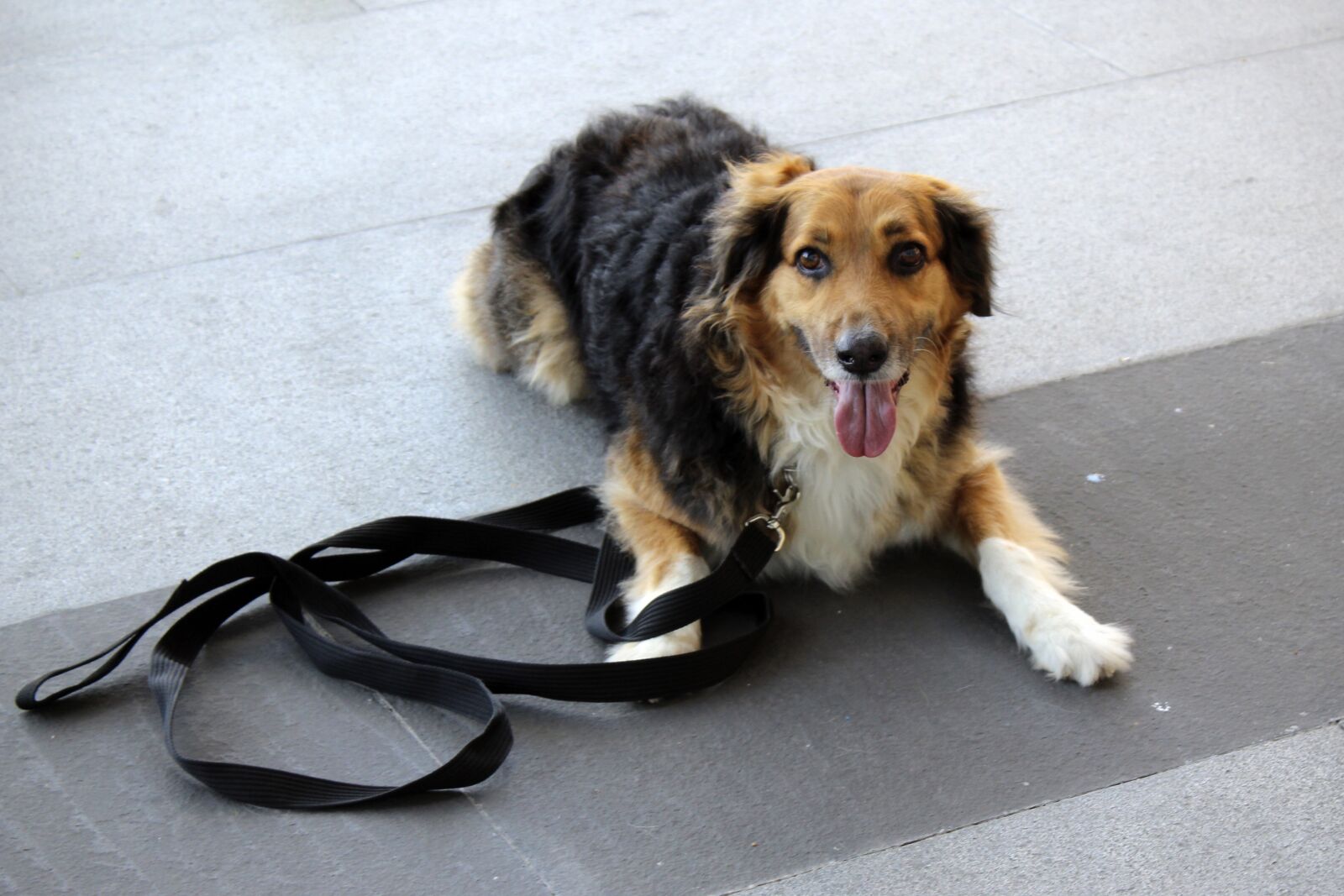 Canon EOS 1300D (EOS Rebel T6 / EOS Kiss X80) sample photo. Perro, stay, dog command photography