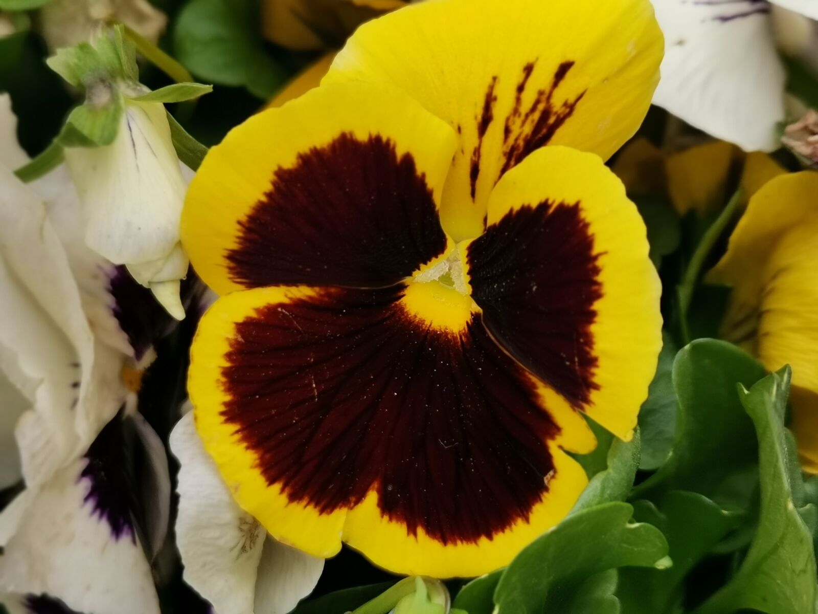 HUAWEI YAL-L21 sample photo. زهور, صفراء, طبيعية photography