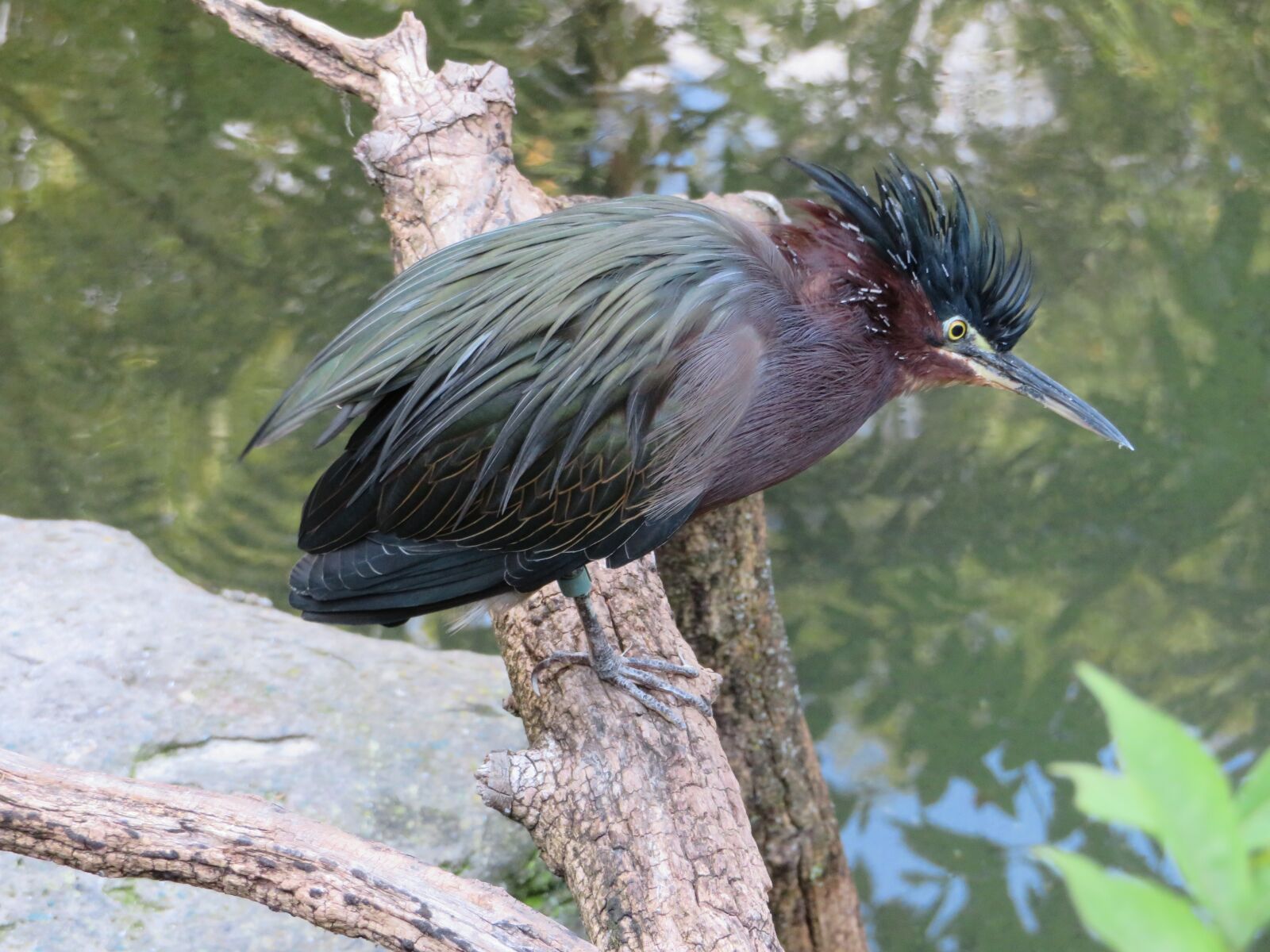 Canon PowerShot SX720 HS sample photo. Heron, bird, animal photography