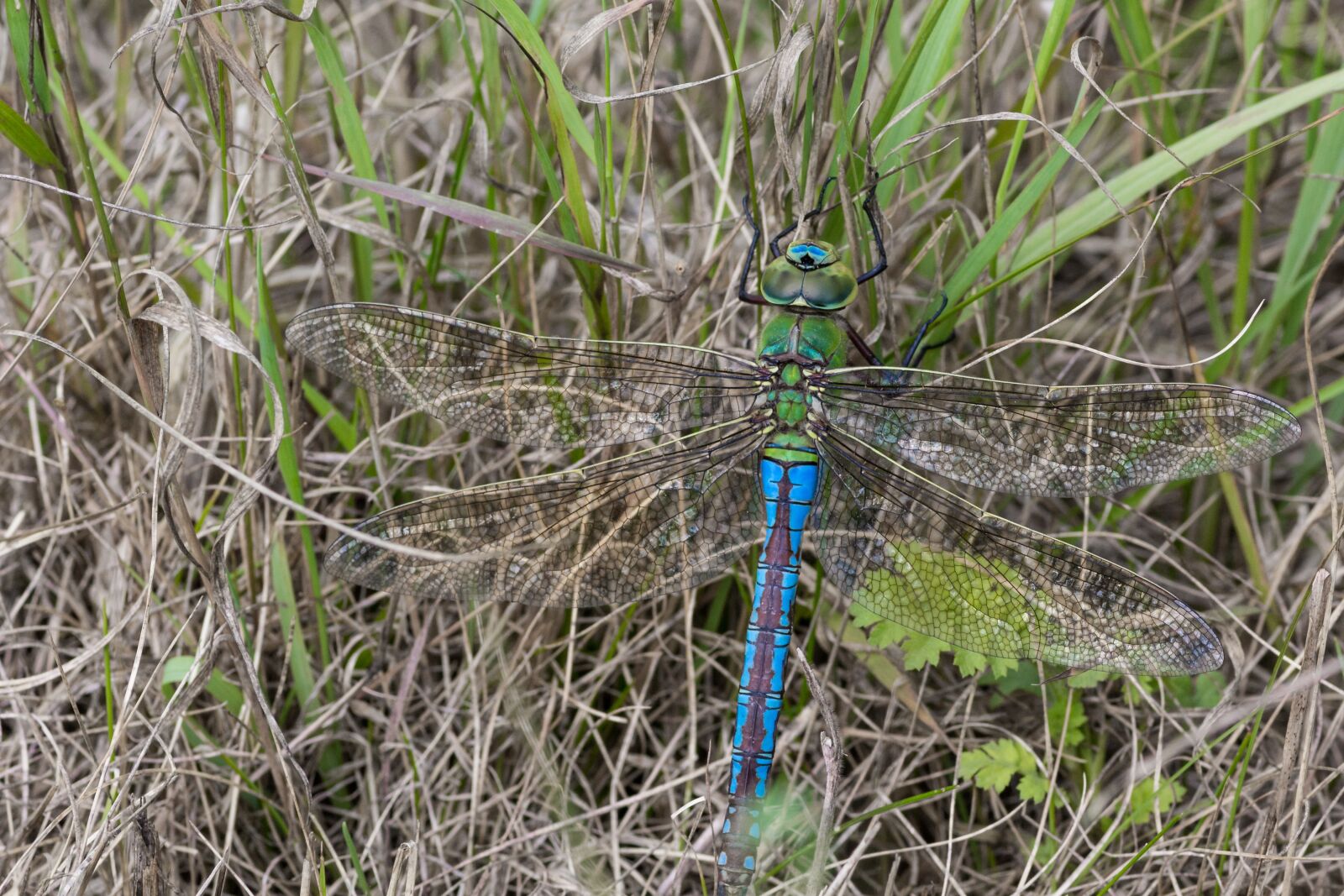 Tokina AT-X Pro 100mm F2.8 Macro sample photo. Dragonfly, flight insect, meadow photography