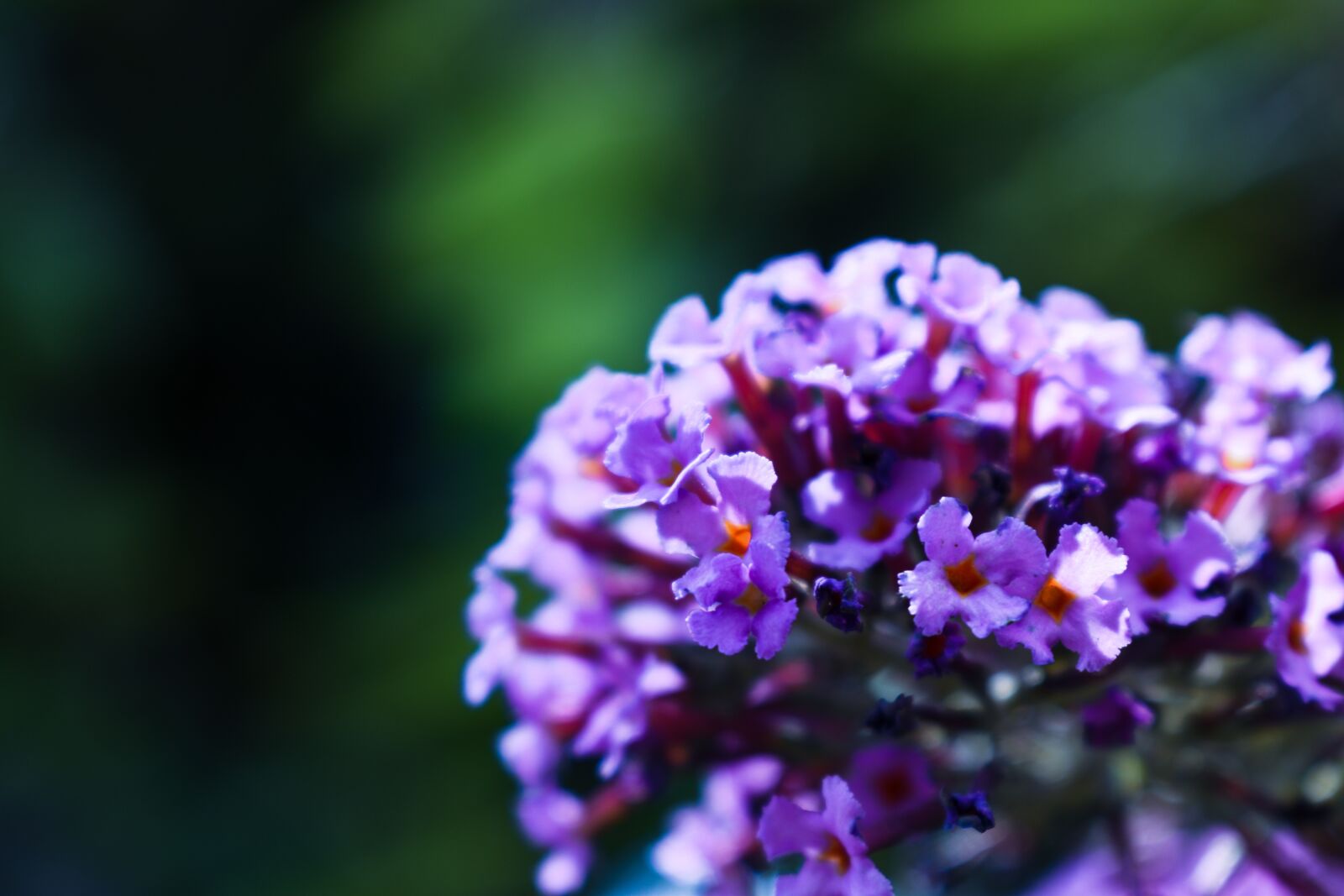 Nikon D5600 sample photo. Purple, flower, blossom photography