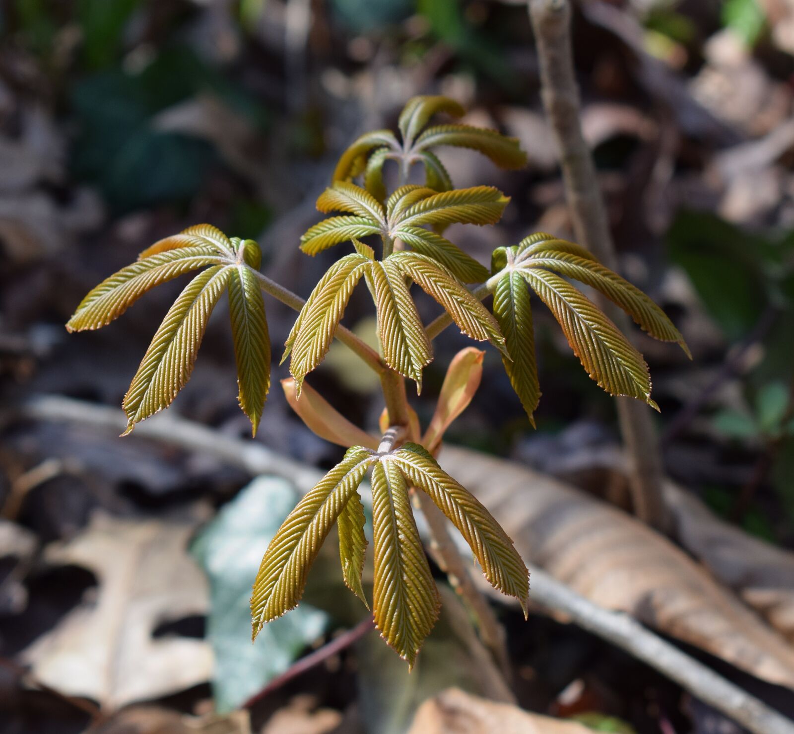 Nikon D3300 sample photo. Japanese chestnut leaves open photography