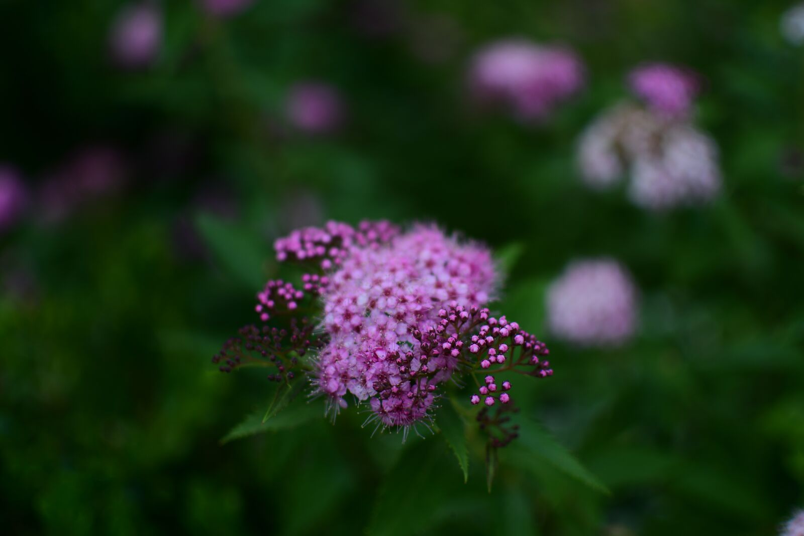Nikon D7500 sample photo. Flower, grass, macro photography