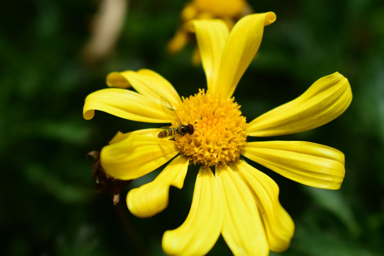 Nikon D3400 sample photo. Nature, plant, summer photography