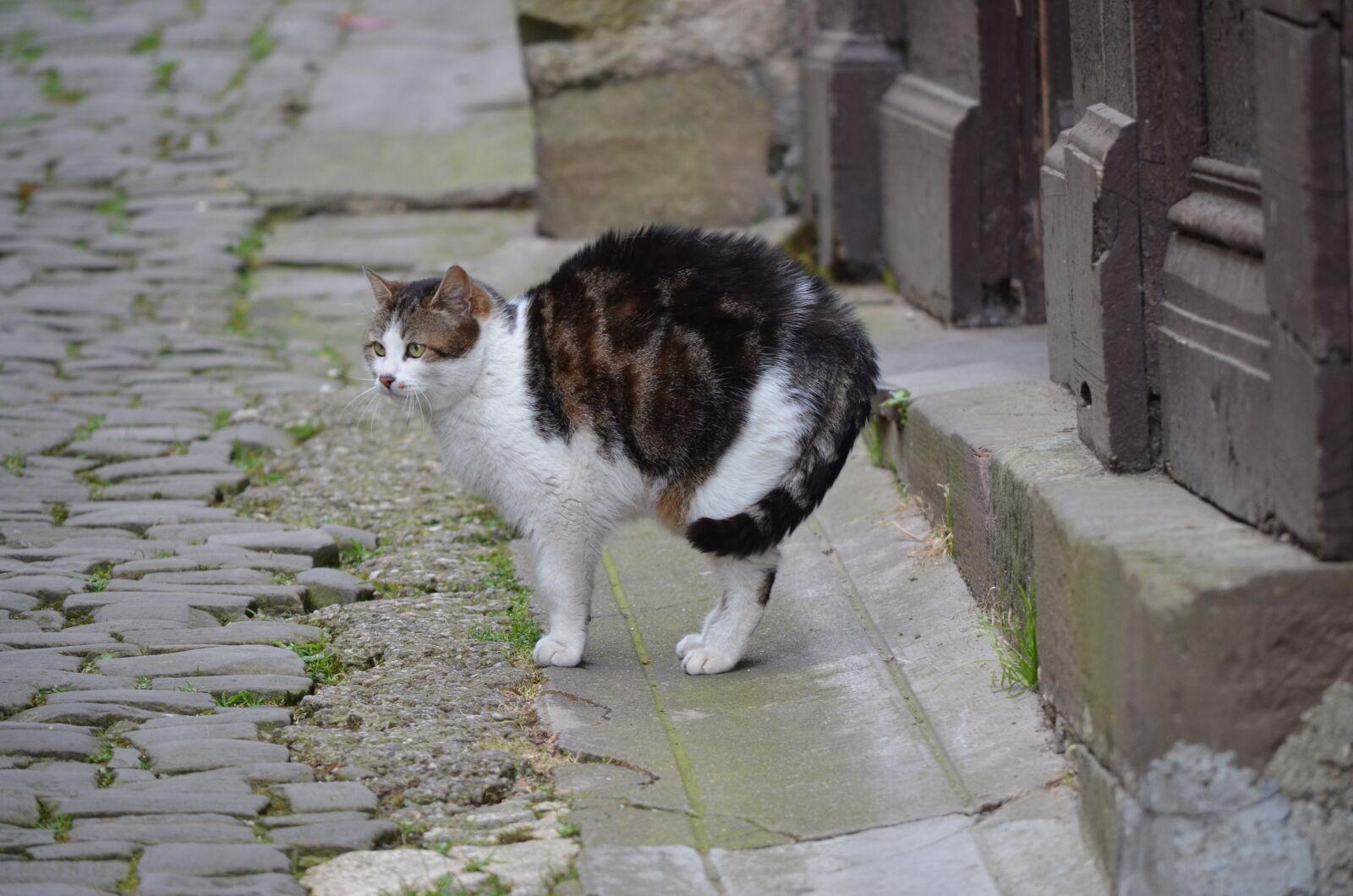 Nikon D5100 sample photo. Cat, france, street photography