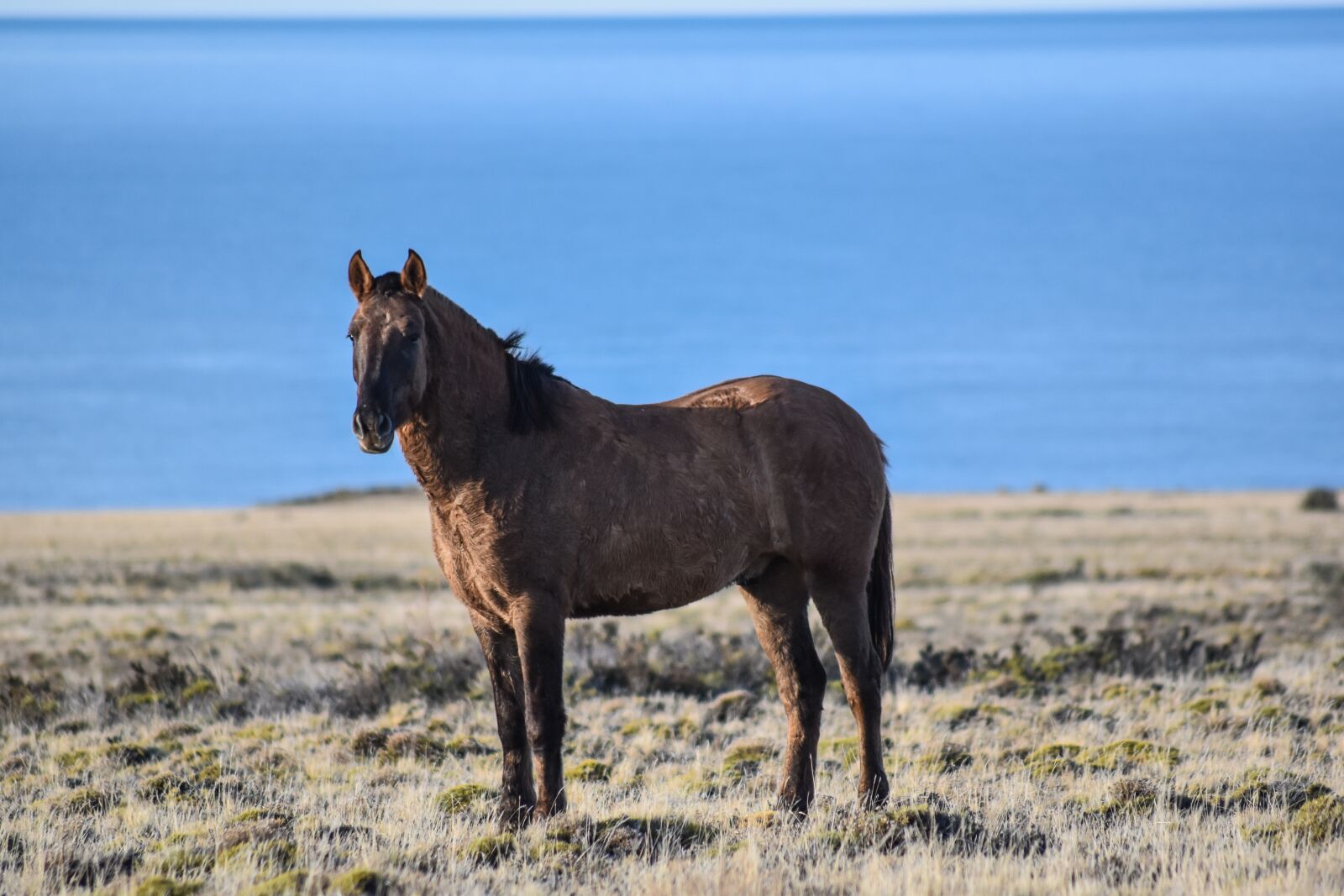 Nikon D5500 sample photo. Horse, sea, wild photography