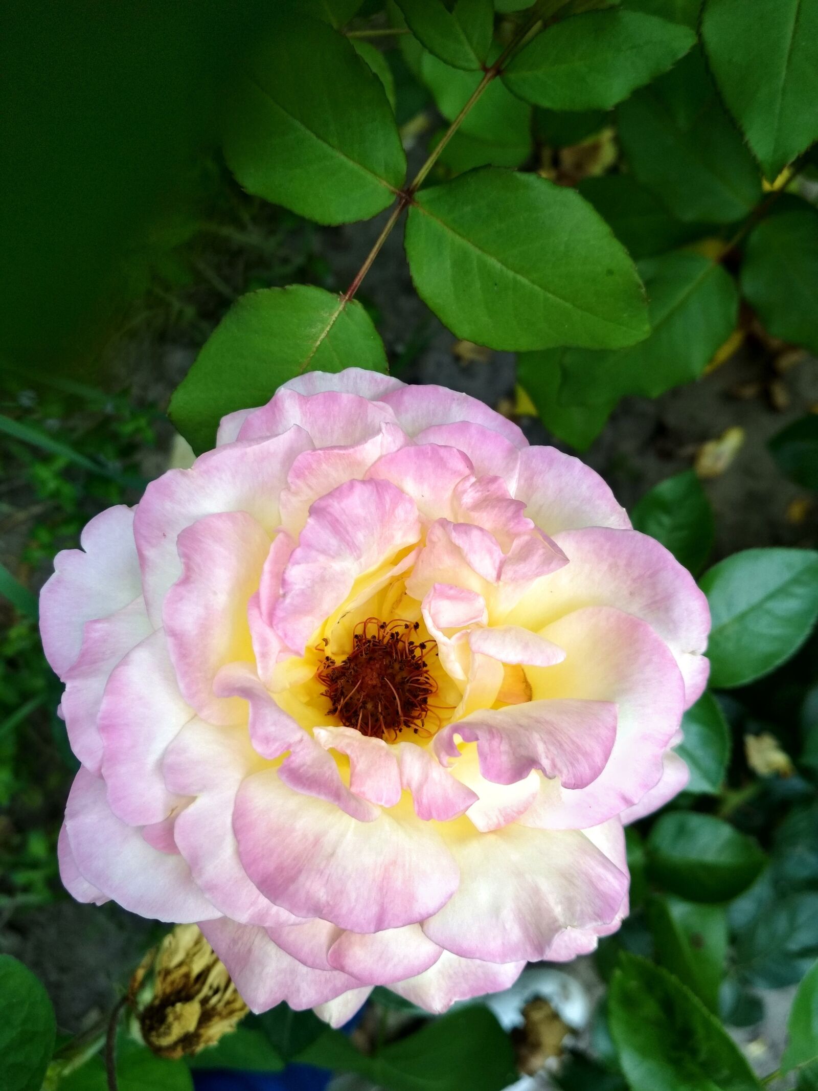 Xiaomi Redmi 4X sample photo. Rose, nature, flower photography