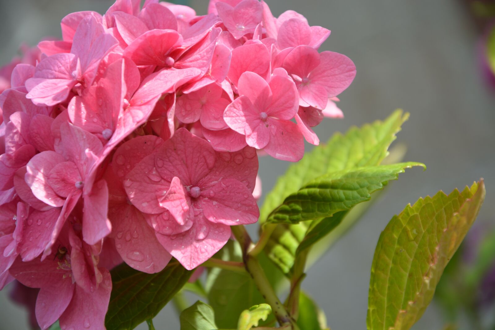 Nikon D5200 sample photo. Water droplets on flower photography