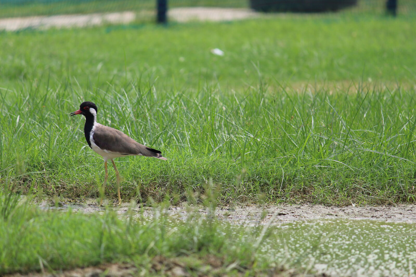 Canon EF-S 55-250mm F4-5.6 IS II sample photo. Brown, and, black, bird photography