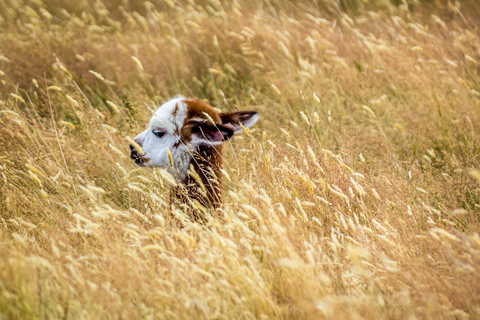 Canon EF-S 55-250mm F4-5.6 IS sample photo. Alpaca, baby alpaca, cute photography