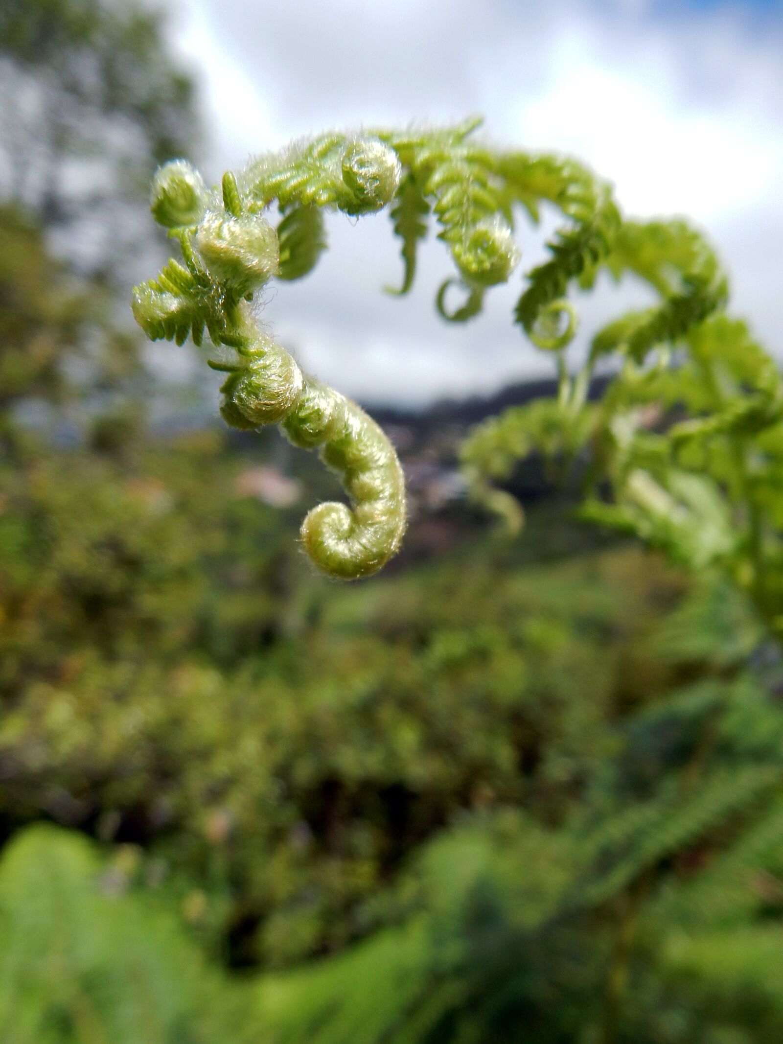 Nikon Coolpix S9700 sample photo. Madeira, flora, fern photography