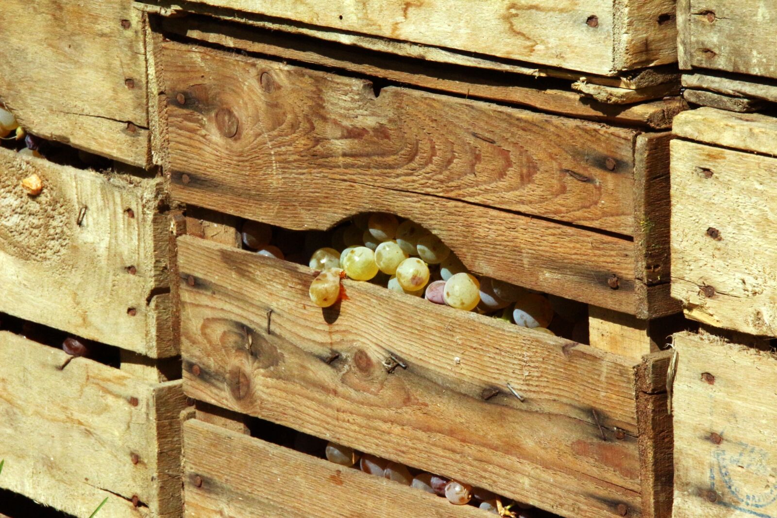 Canon EOS 100D (EOS Rebel SL1 / EOS Kiss X7) sample photo. Vintage, grapes, autumn photography
