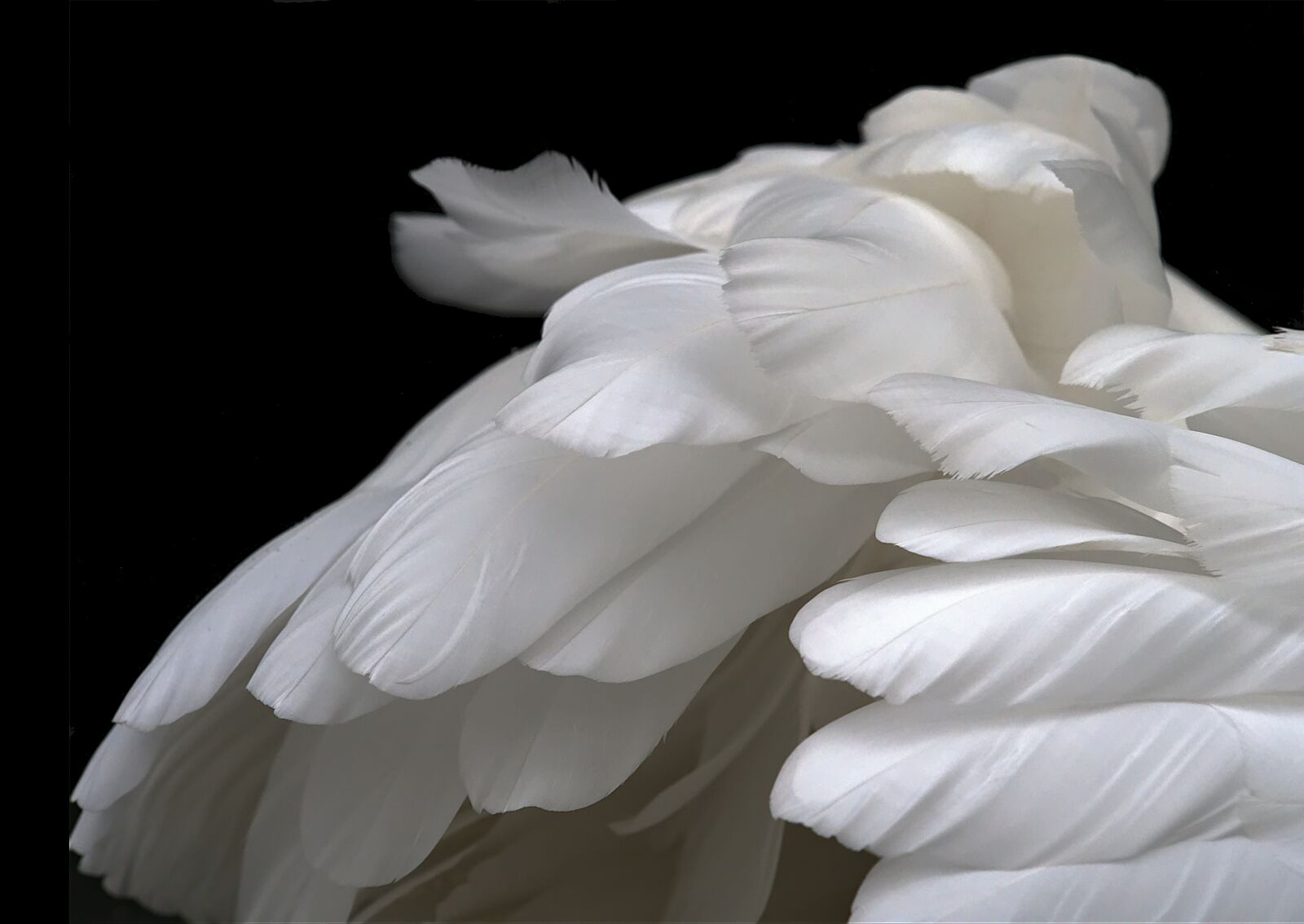 Olympus OM-D E-M5 sample photo. Feathers, white, swan photography