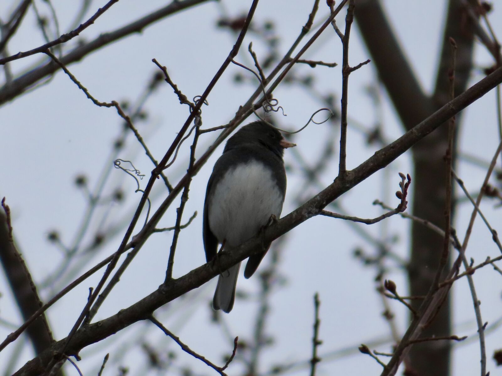 Canon PowerShot SX740 HS sample photo