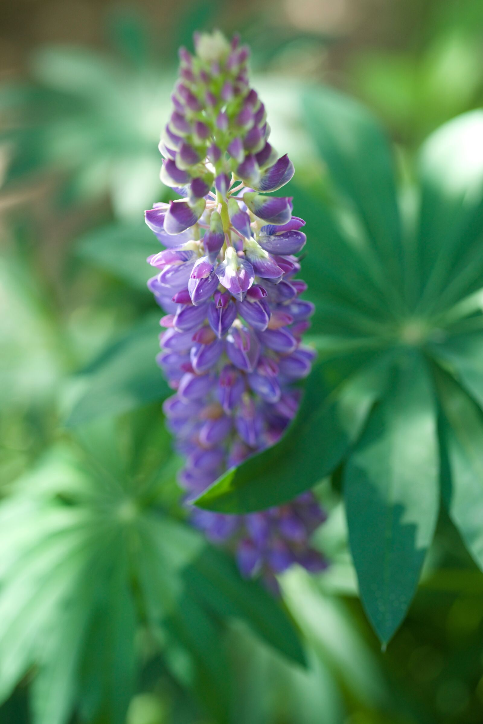 Nikon D600 sample photo. Lupine, flower, purple photography