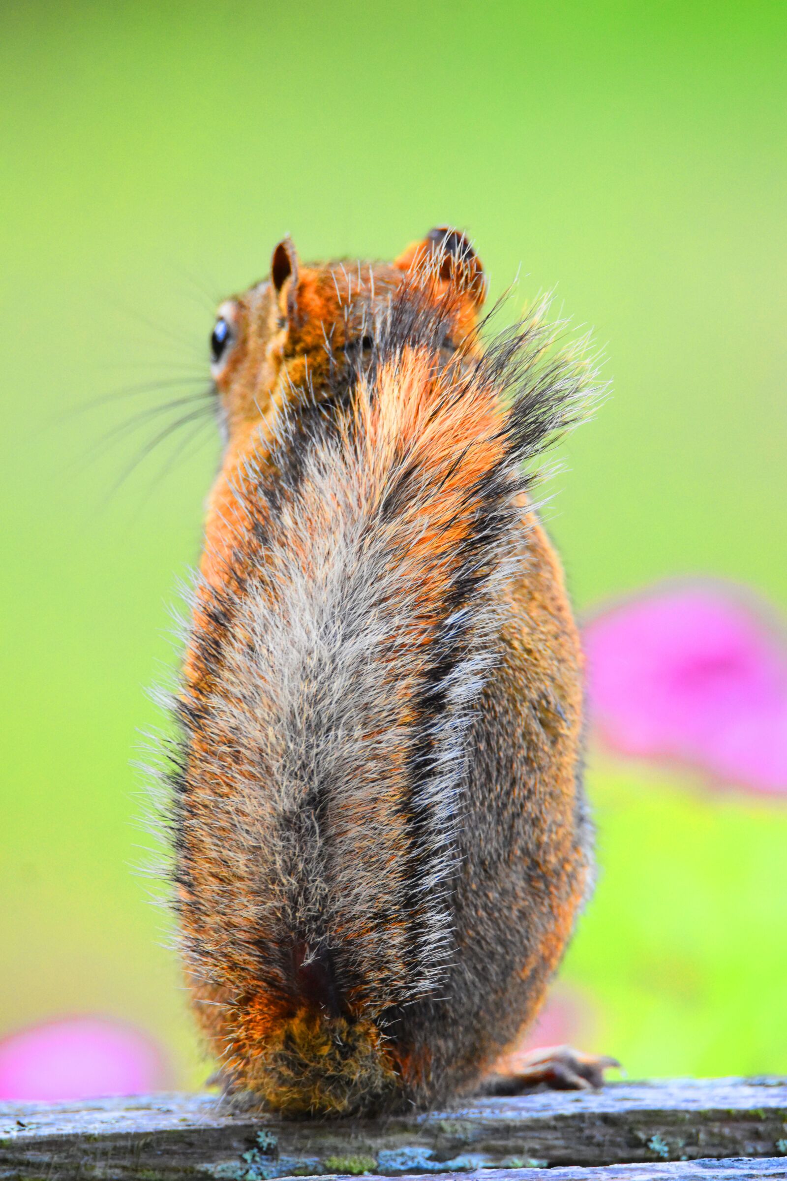 Nikon D3400 sample photo. Squirrel, canada, banff photography
