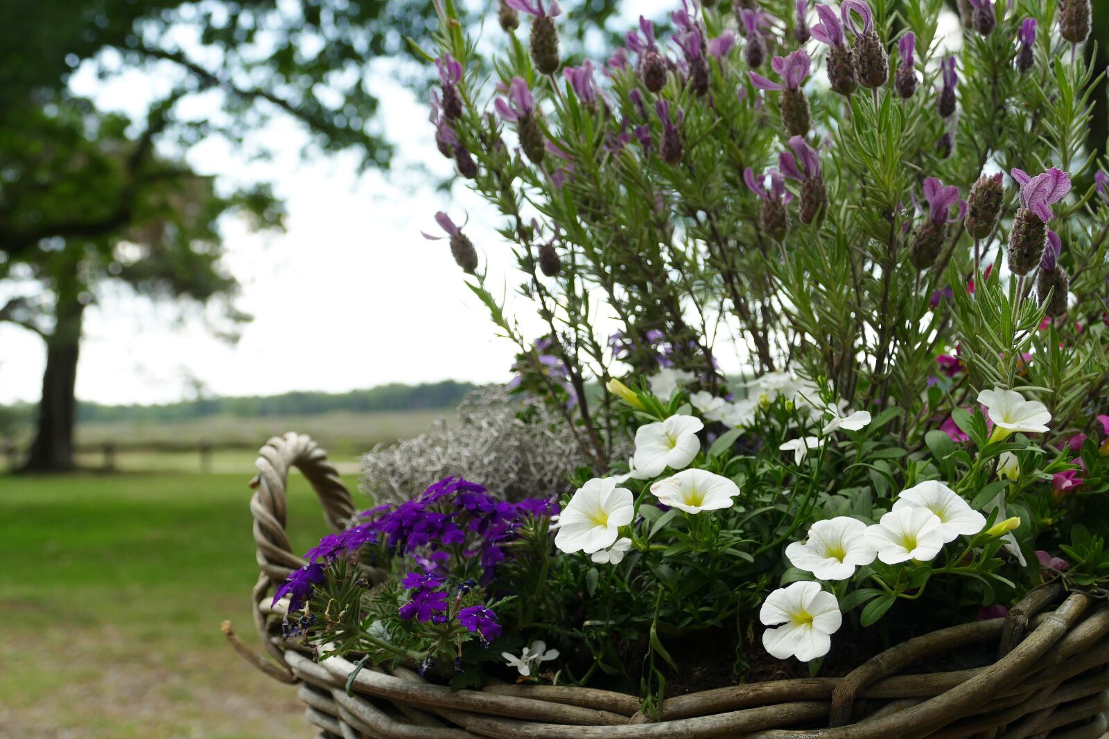 Panasonic Lumix DMC-FZ1000 sample photo. Flower, plant, basket photography