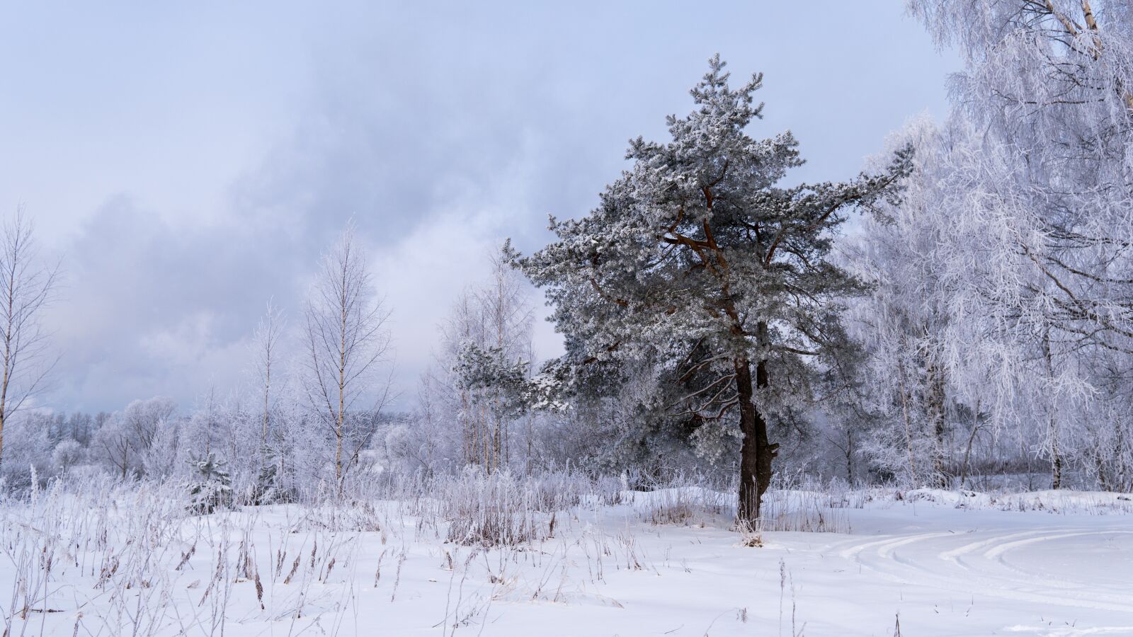 Sony a6500 + Sigma 19mm F2.8 EX DN sample photo. Spruce, winter, christmas photography