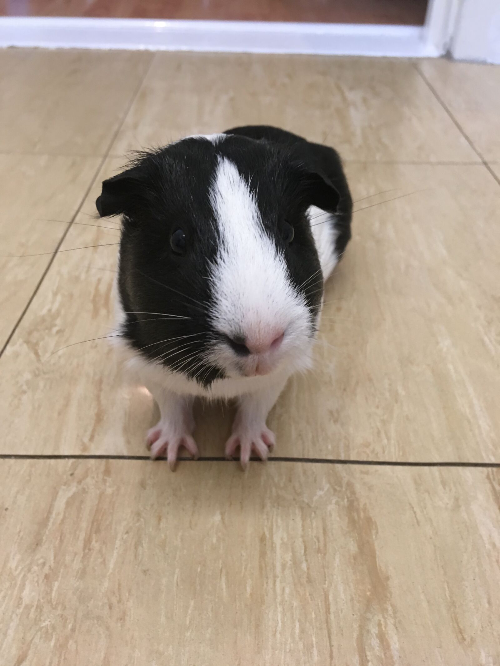 iPhone SE back camera 4.15mm f/2.2 sample photo. Animal, rodent, guinea photography