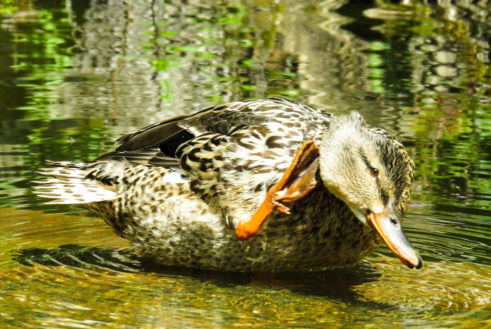 Canon PowerShot SX50 HS sample photo. Animal, duck, water bird photography
