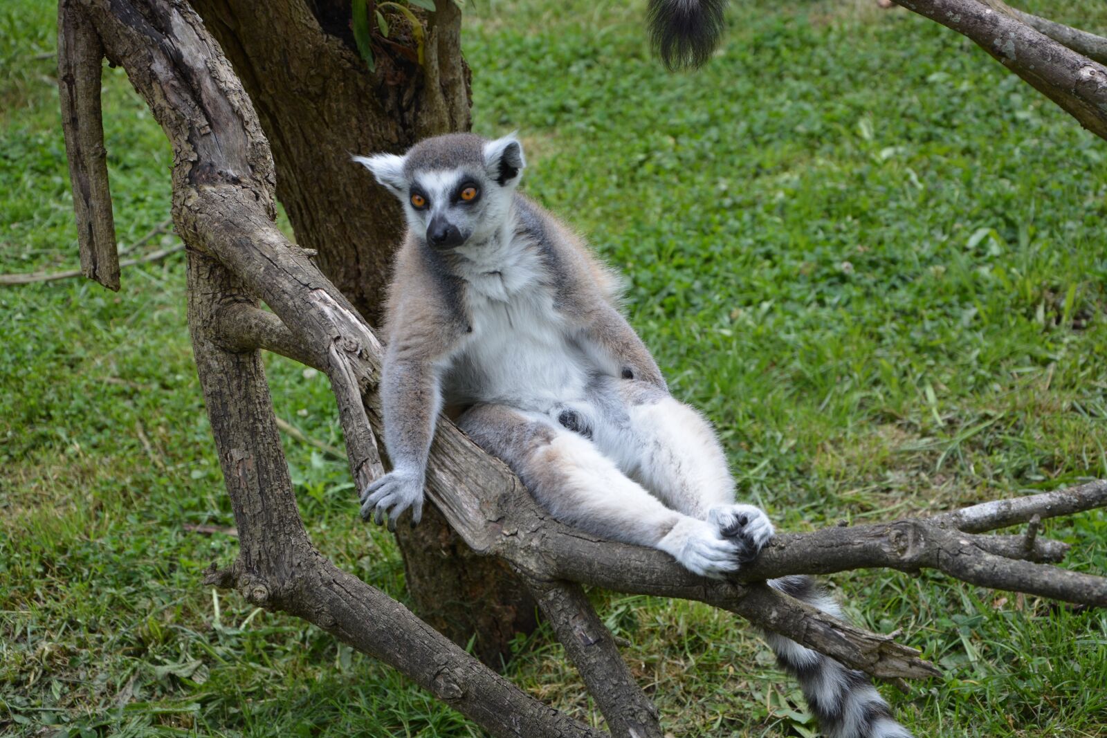Nikon D5200 sample photo. Lemur, zoo, wild photography