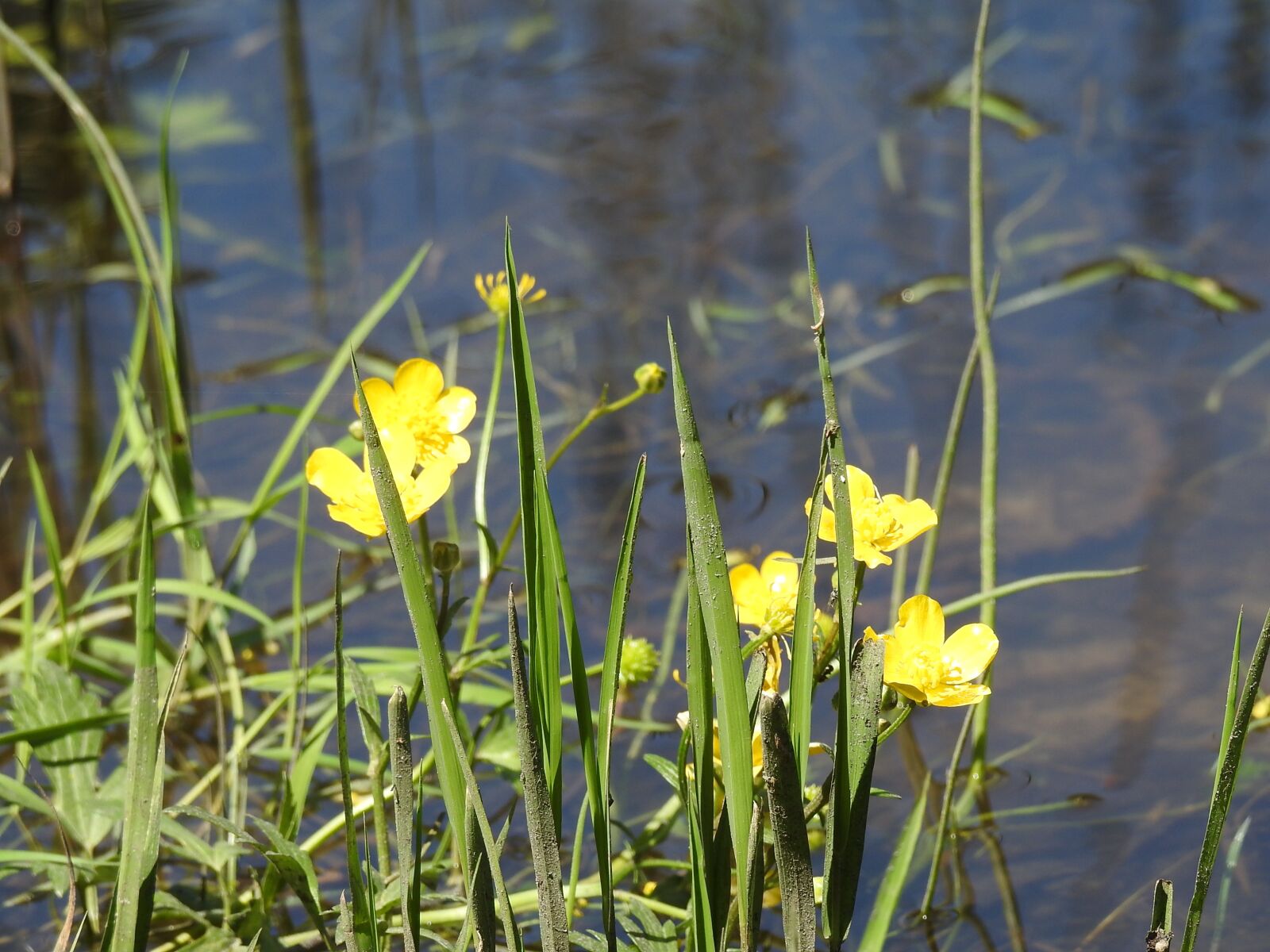 Nikon Coolpix P900 sample photo. A yellow flower, lake photography