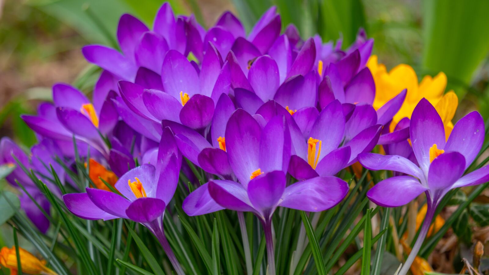 LUMIX G VARIO 100-300/F4.0-5.6II sample photo. Flowers, crocus, the beginning photography