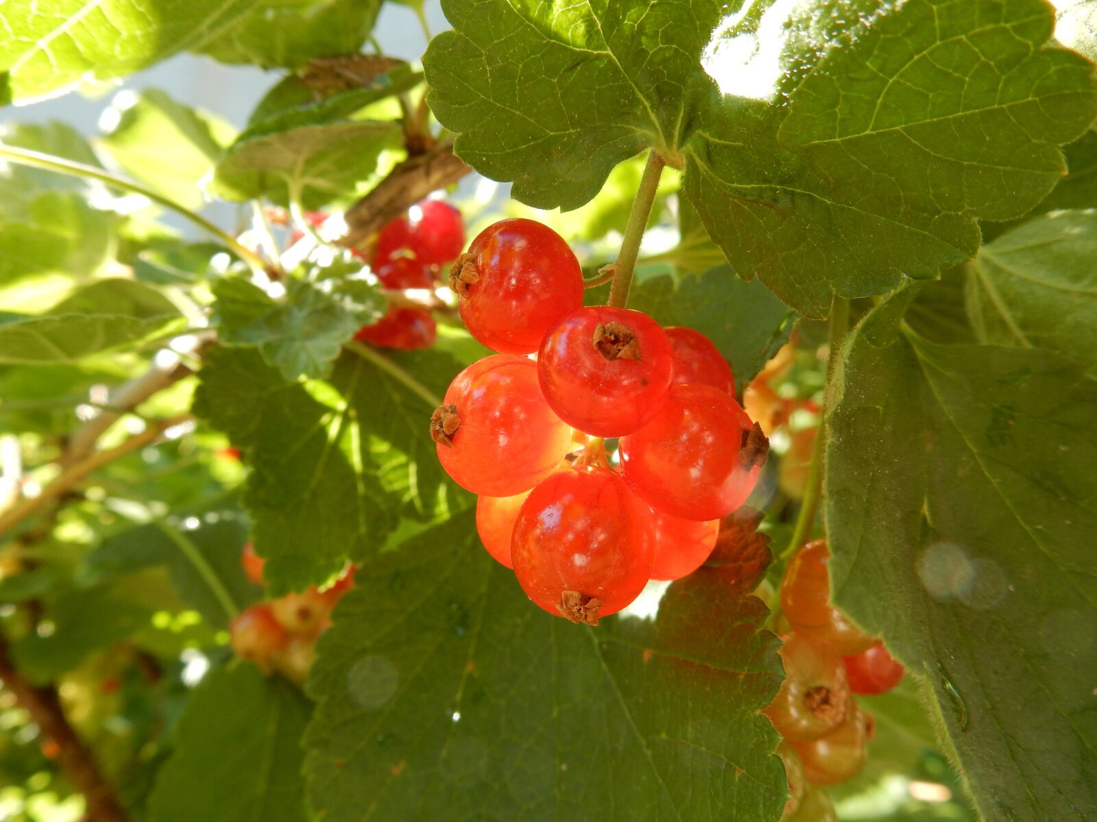Nikon Coolpix S9900 sample photo. Red currant, red, currant photography