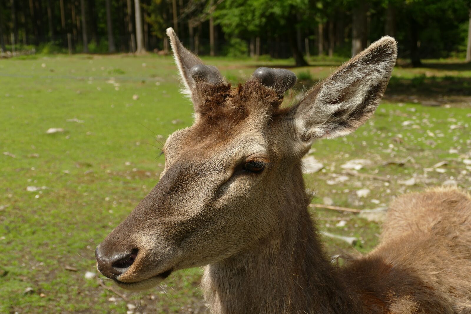 Panasonic Lumix DMC-FZ1000 sample photo. Deer, animal, mammal photography