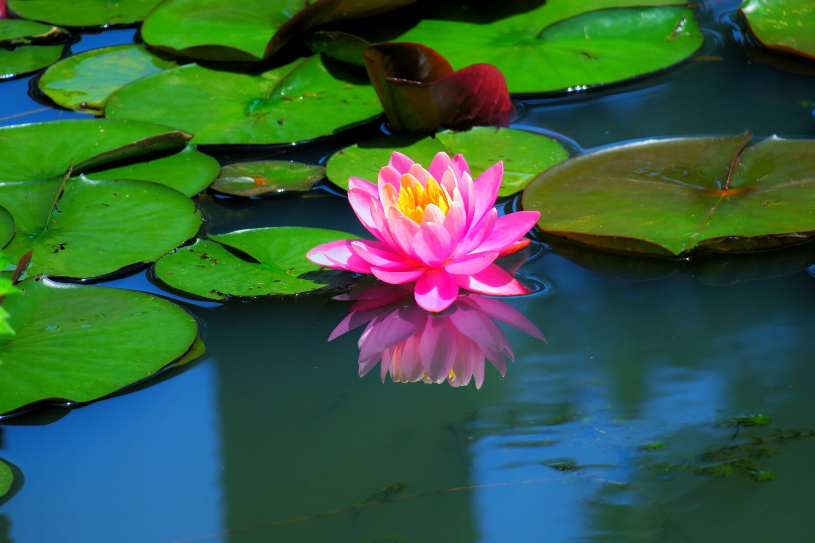 Canon PowerShot G3 X sample photo. Pond, lotus, aquatic plants photography