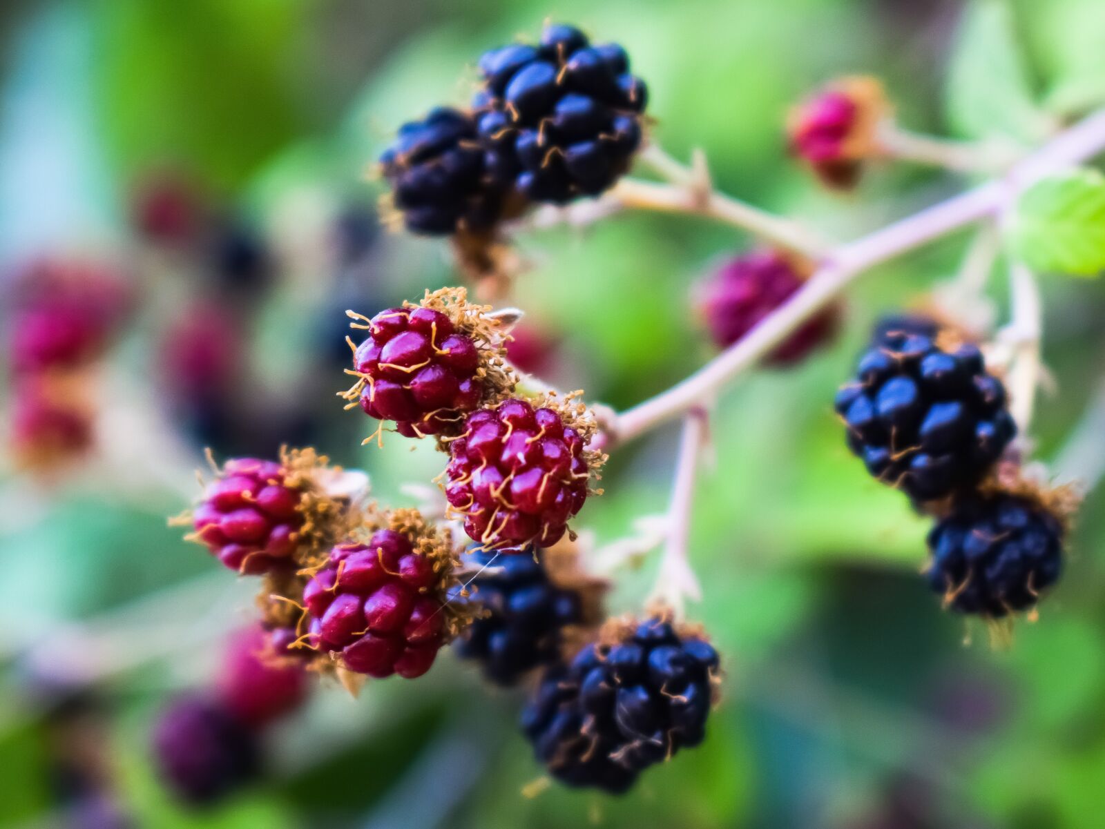Nikon D3300 sample photo. Blueberries, fruit, food photography