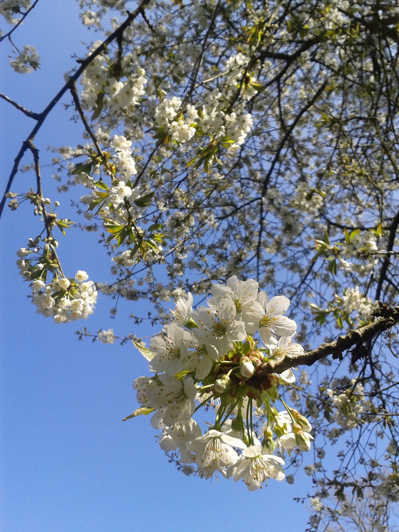 Samsung Galaxy S3 Mini sample photo. Cherry blossoms, summer, white photography
