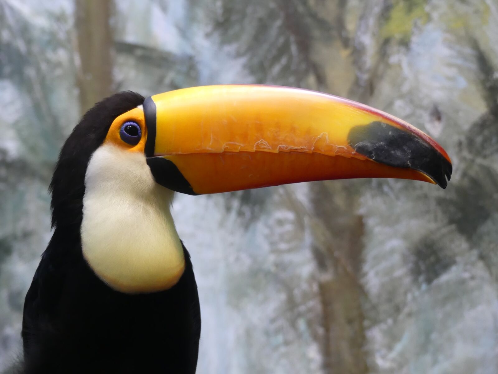 Panasonic Lumix DMC-FZ300 sample photo. Toucan, bird, nature photography