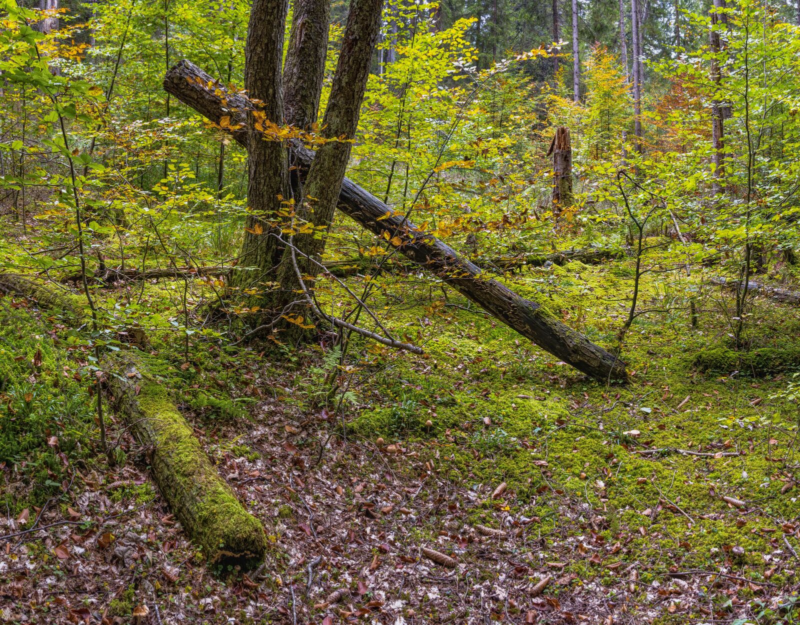 Sony a6300 + Sigma 30mm F2.8 EX DN sample photo. Forest, forest floor, overgrown photography