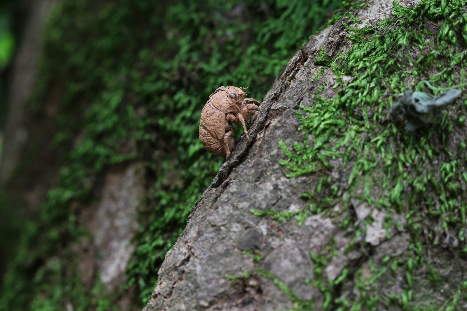 Canon EOS 550D (EOS Rebel T2i / EOS Kiss X4) sample photo. Cicada, the very first photography